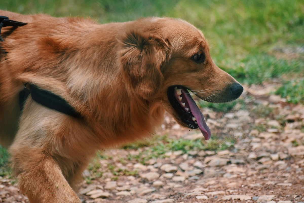 Fluffy golden retriever, coat volume affecting fit