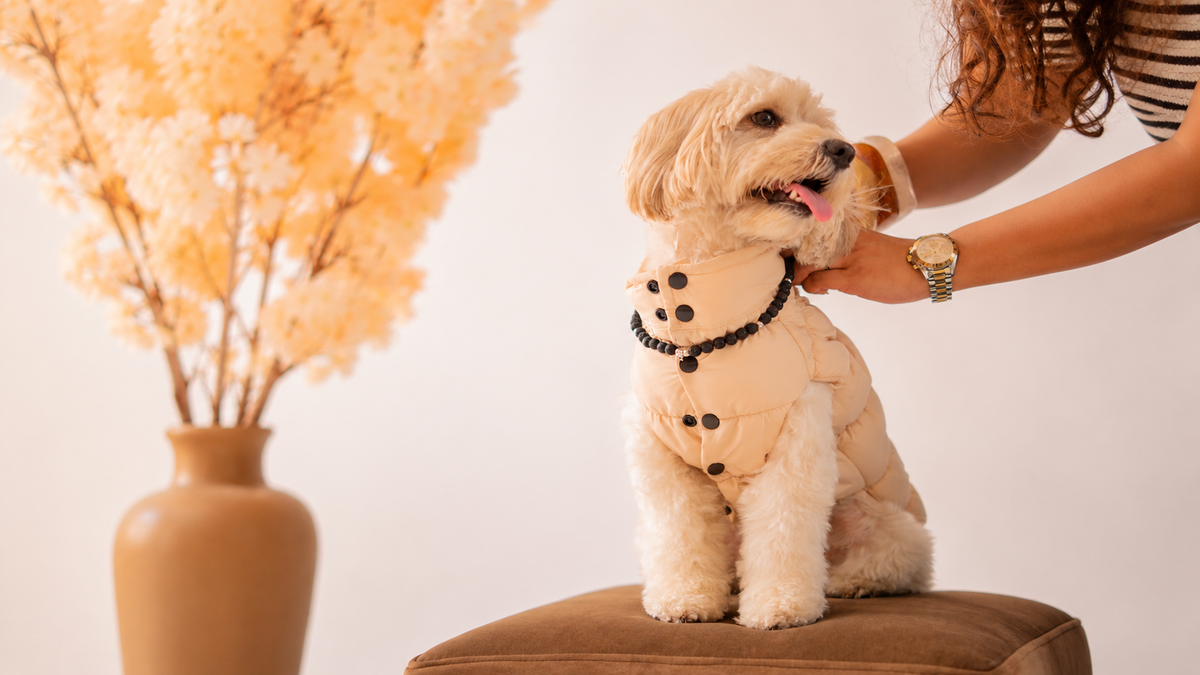 Dog in the cream puffer jacket with a black lava necklace