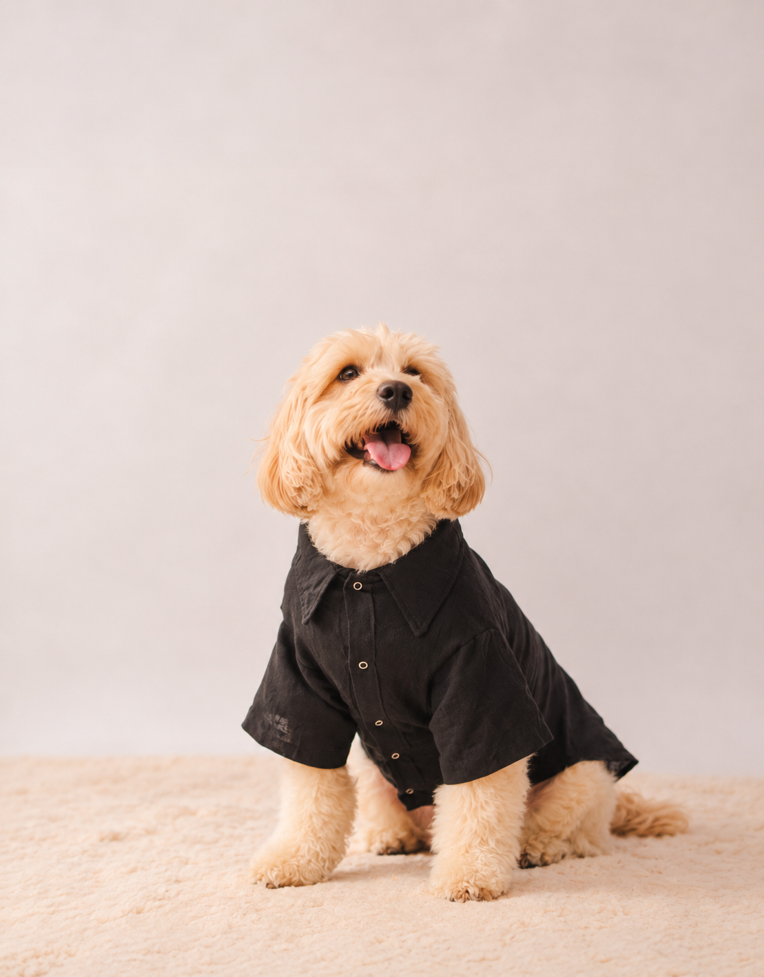 Small dog in the black linen shirt