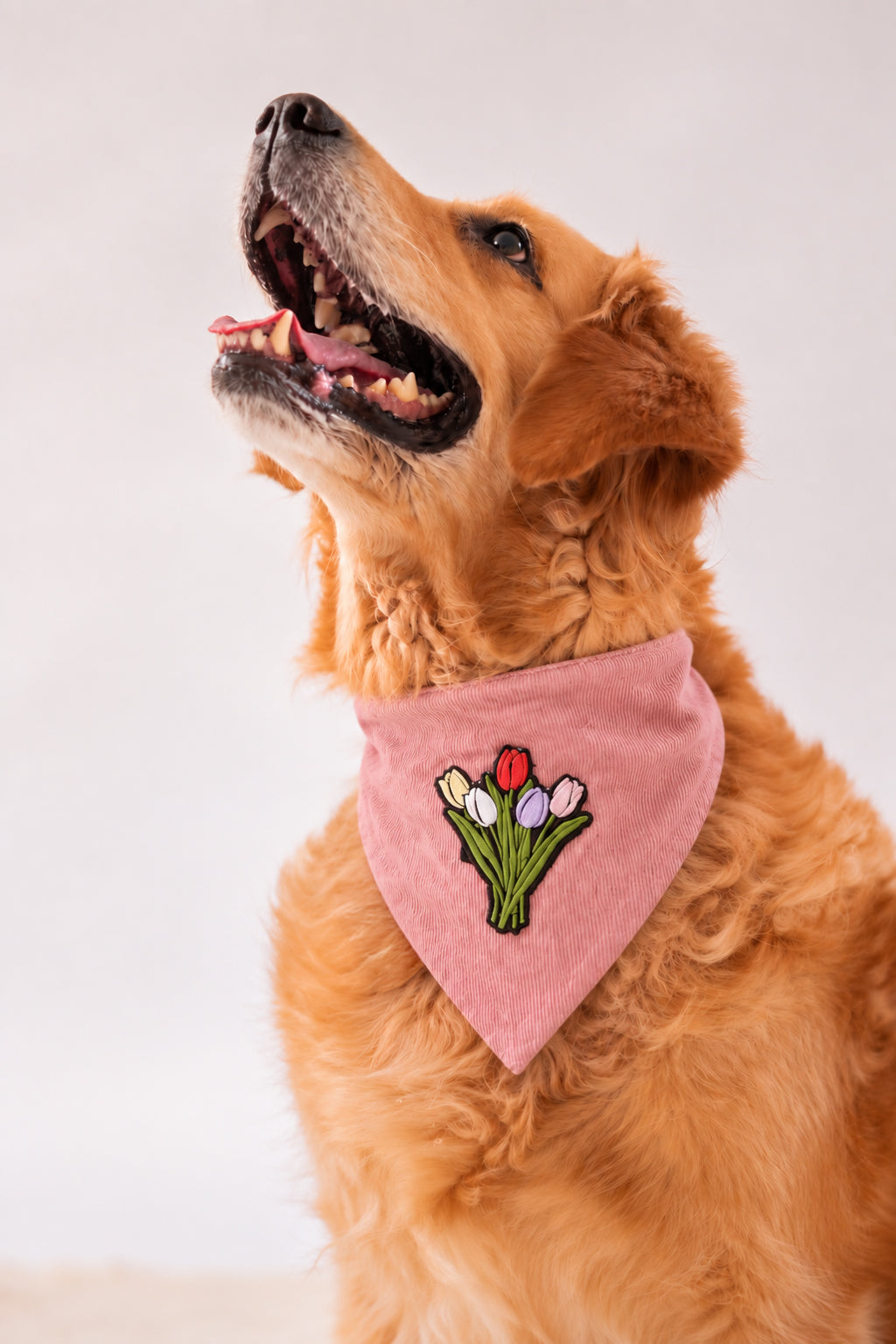 Dog in a pink corduroy bandana with a flowers patch