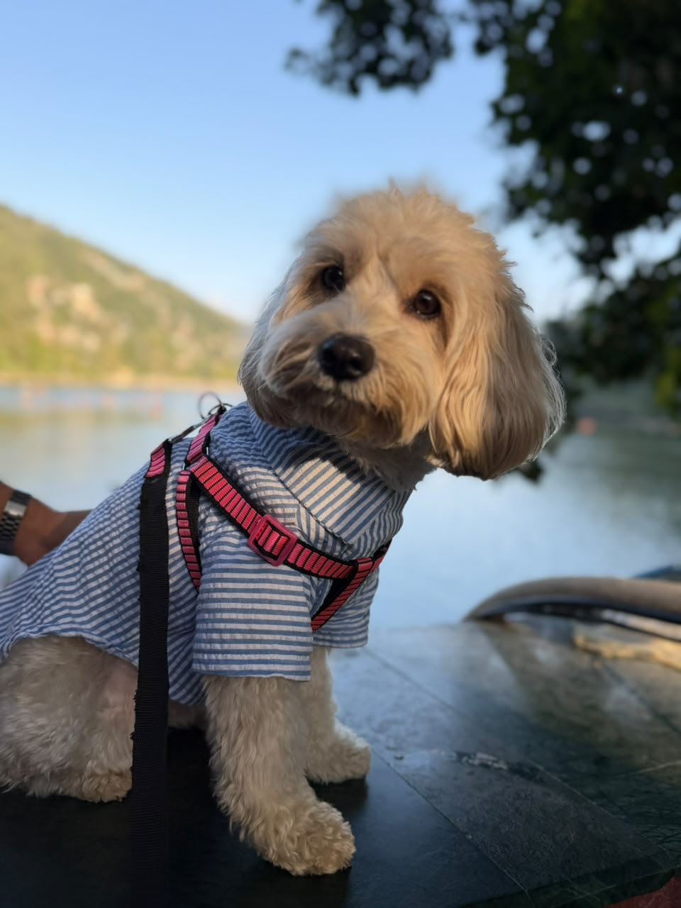 Lakeside Stripes