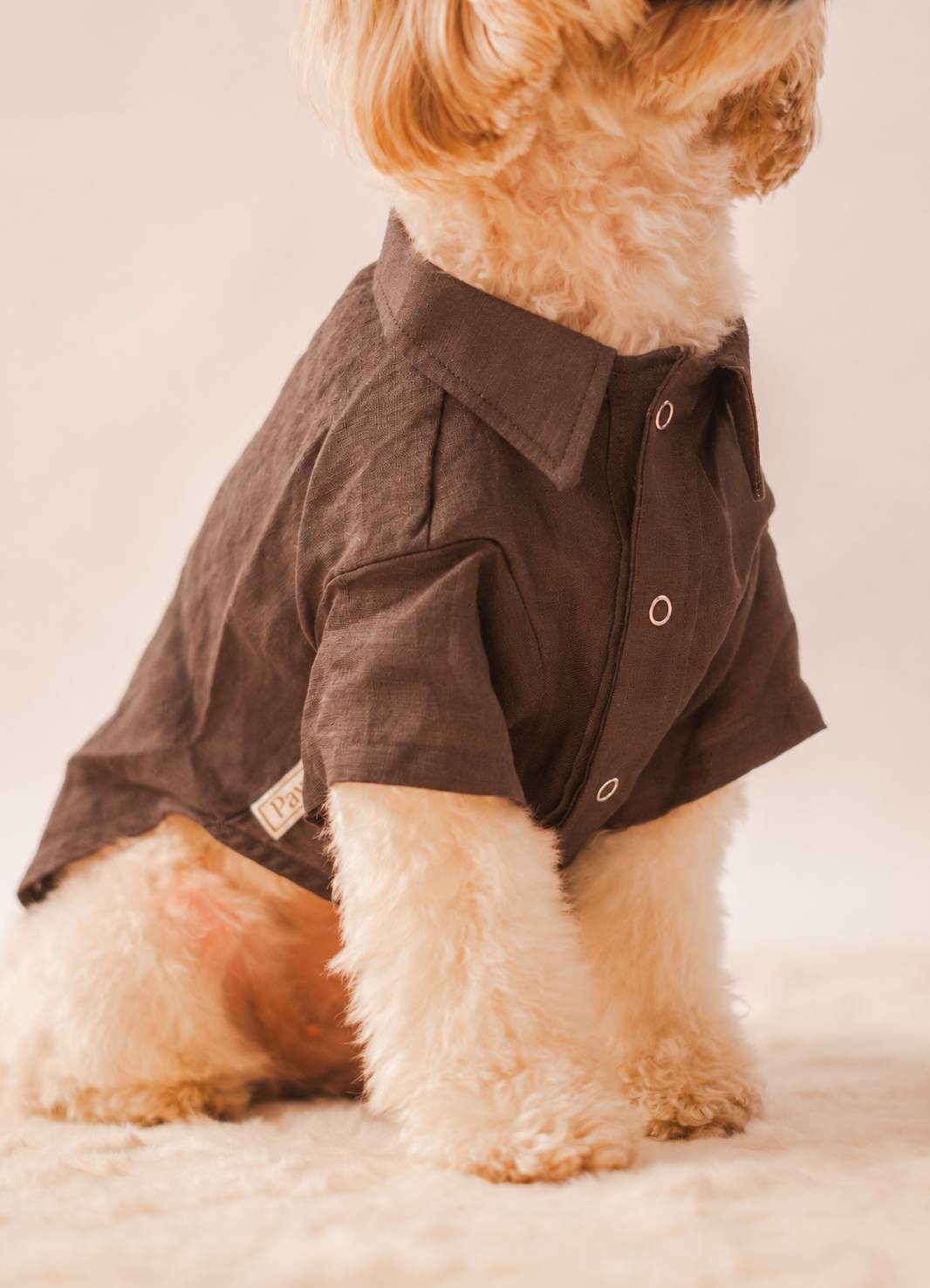 Linen Shirt in Brown on a dog – close-up