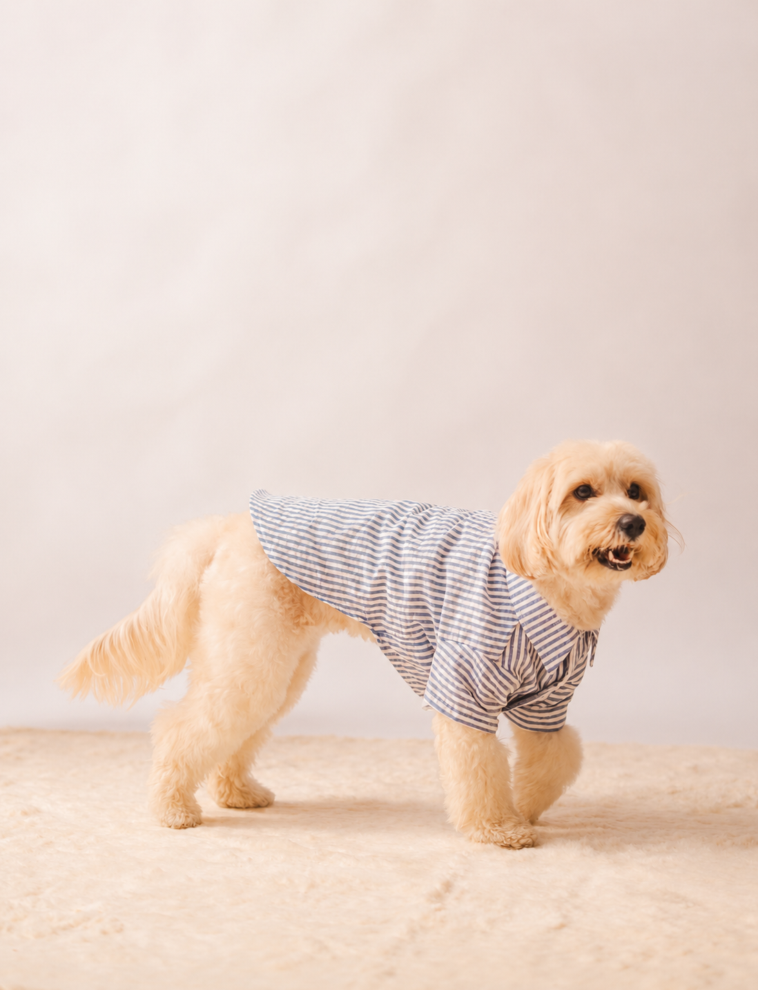 Stripes Shirt in Blue Stripes on a dog – view 5