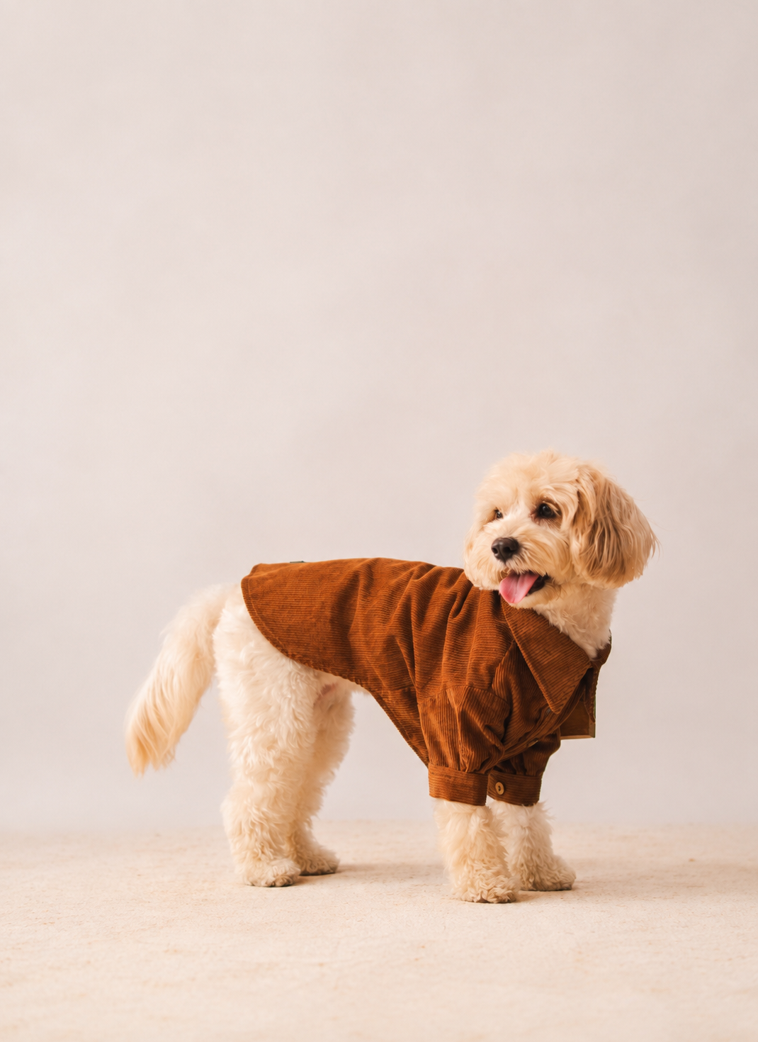 Corduroy Shirt in Brown on a dog – view 3