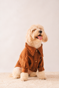 Corduroy Shirt in Brown on a dog