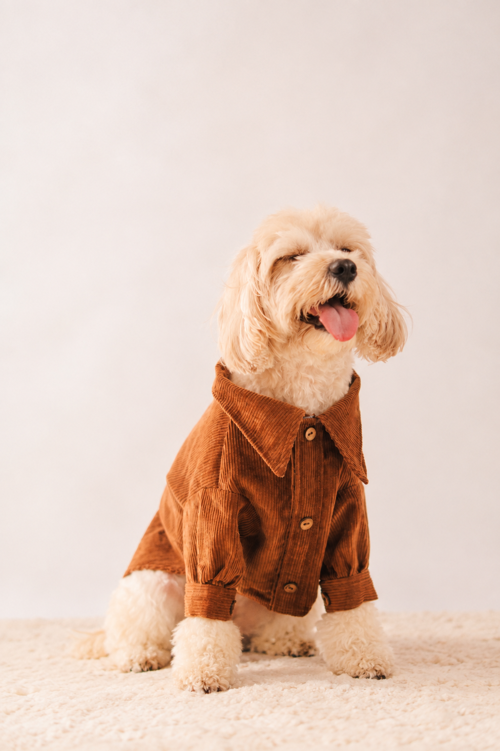 Corduroy Shirt in Brown on a dog