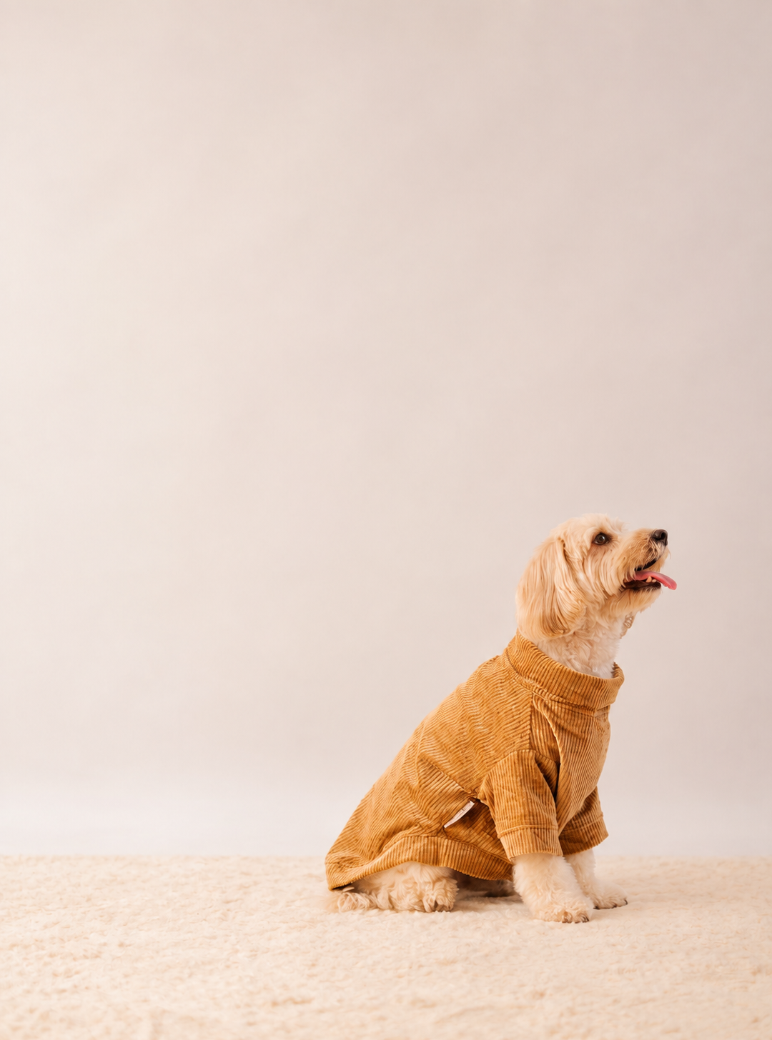 Velvet Corduroy Sweatshirt in Brown on a dog – view 2