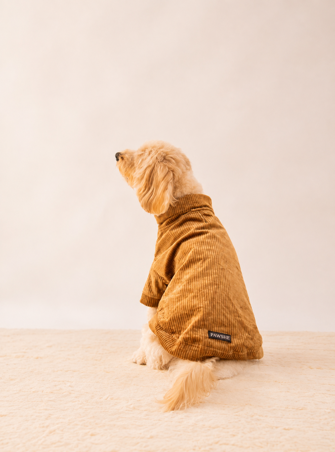 Velvet Corduroy Sweatshirt in Brown on a dog – view 3