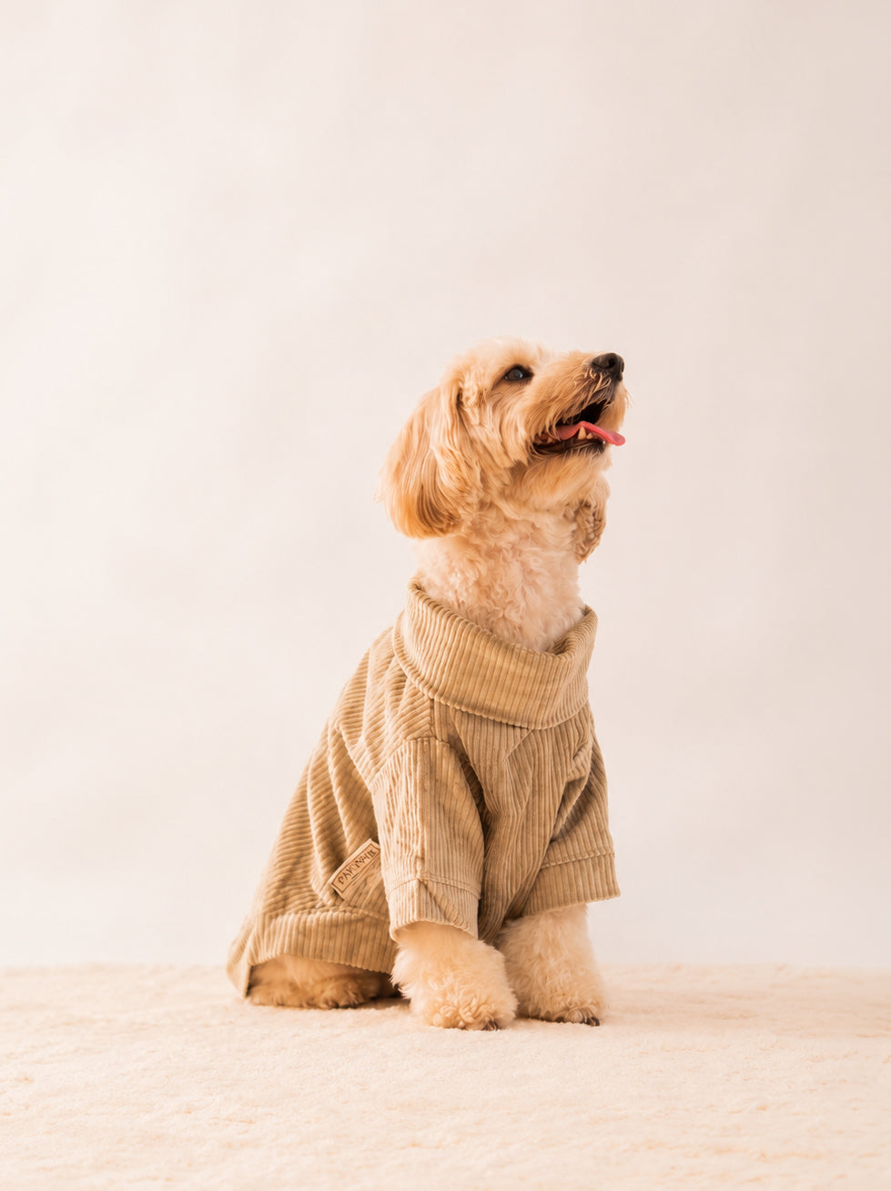 Velvet Corduroy Sweatshirt in Khaki Grey on a dog – view 3