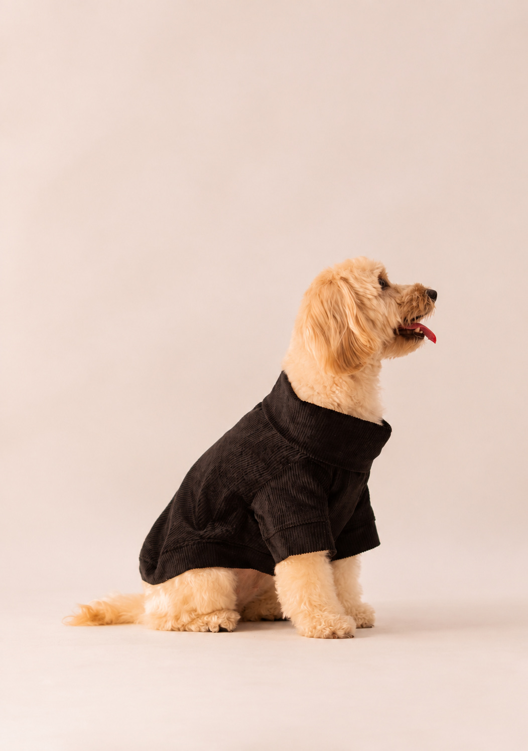 Velvet Corduroy Sweatshirt in Black on a dog – view 2