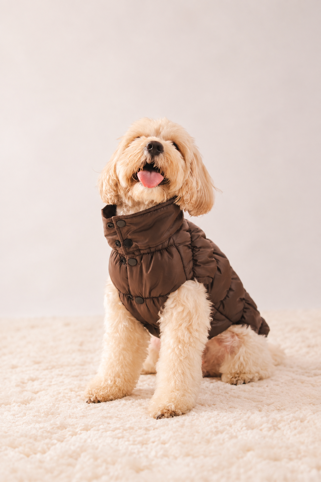 Puffer Jacket in Brown on a dog
