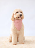 Corduroy Bandana in Baby Pink on a dog – plain