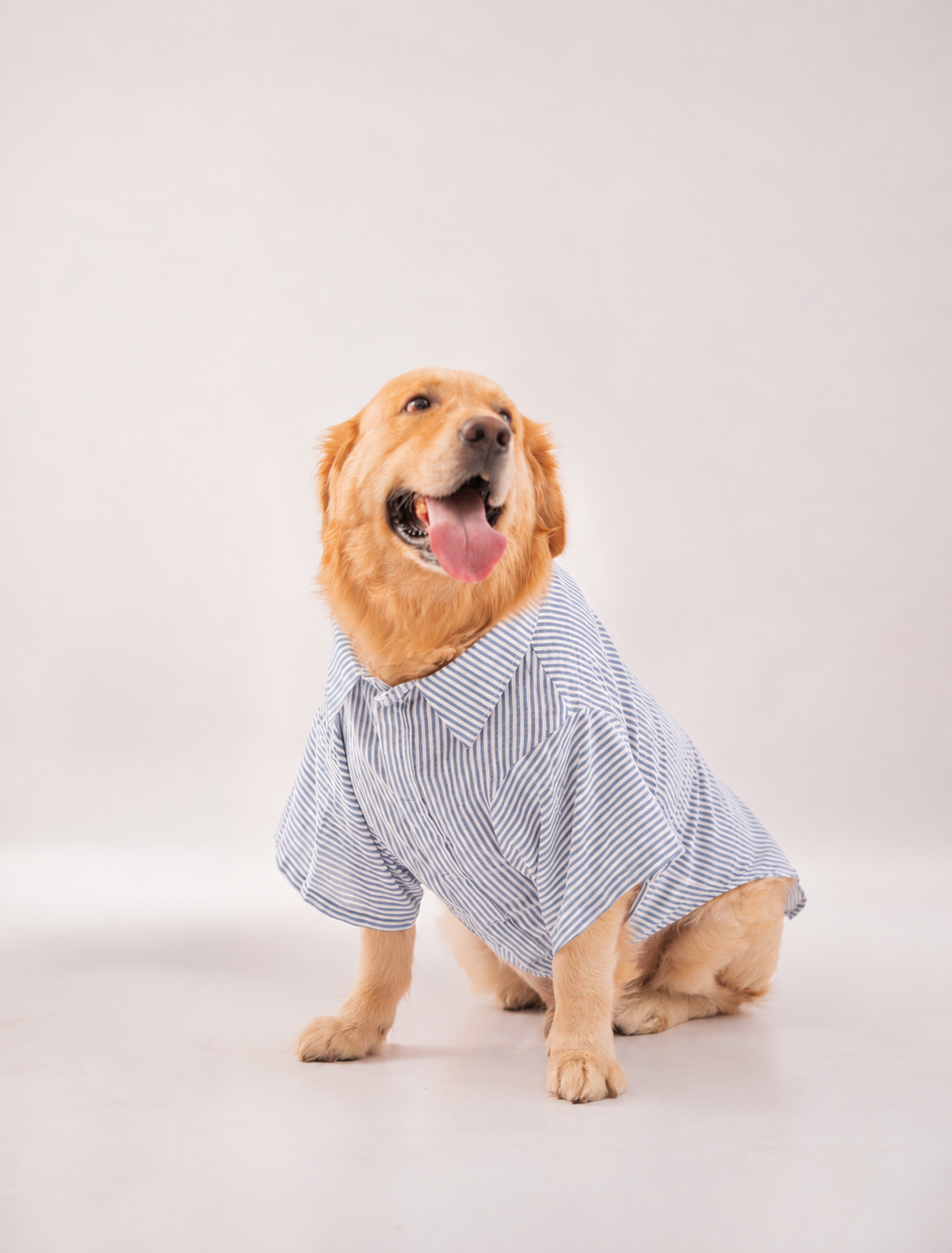 Stripes Shirt in Blue Stripes on a dog