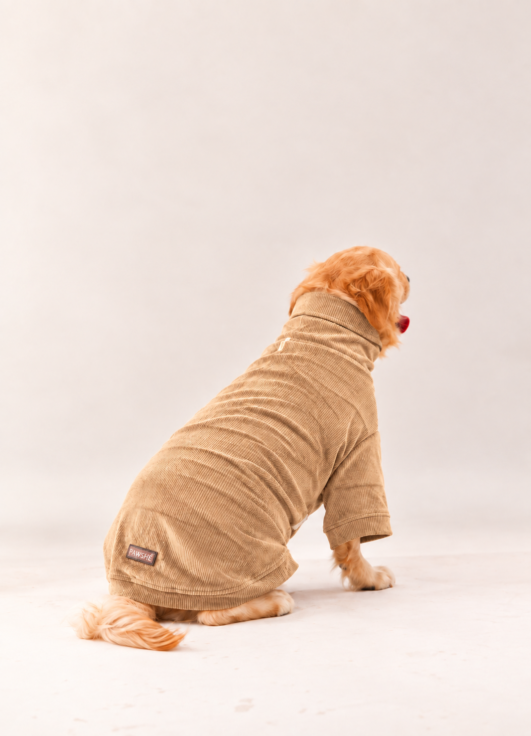 Velvet Corduroy Sweatshirt in Khaki Grey on a dog – back view