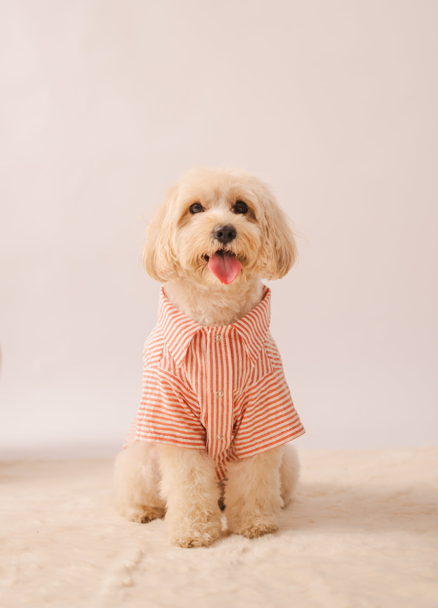 Cotton Stripe Shirt