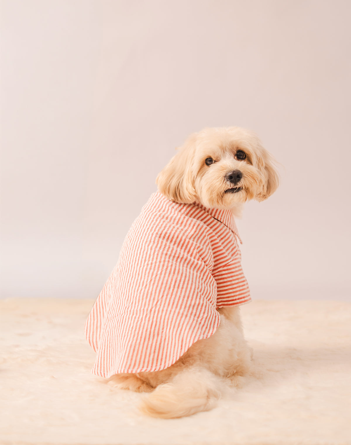 Stripes Shirt in Red Stripes on a dog – view 3