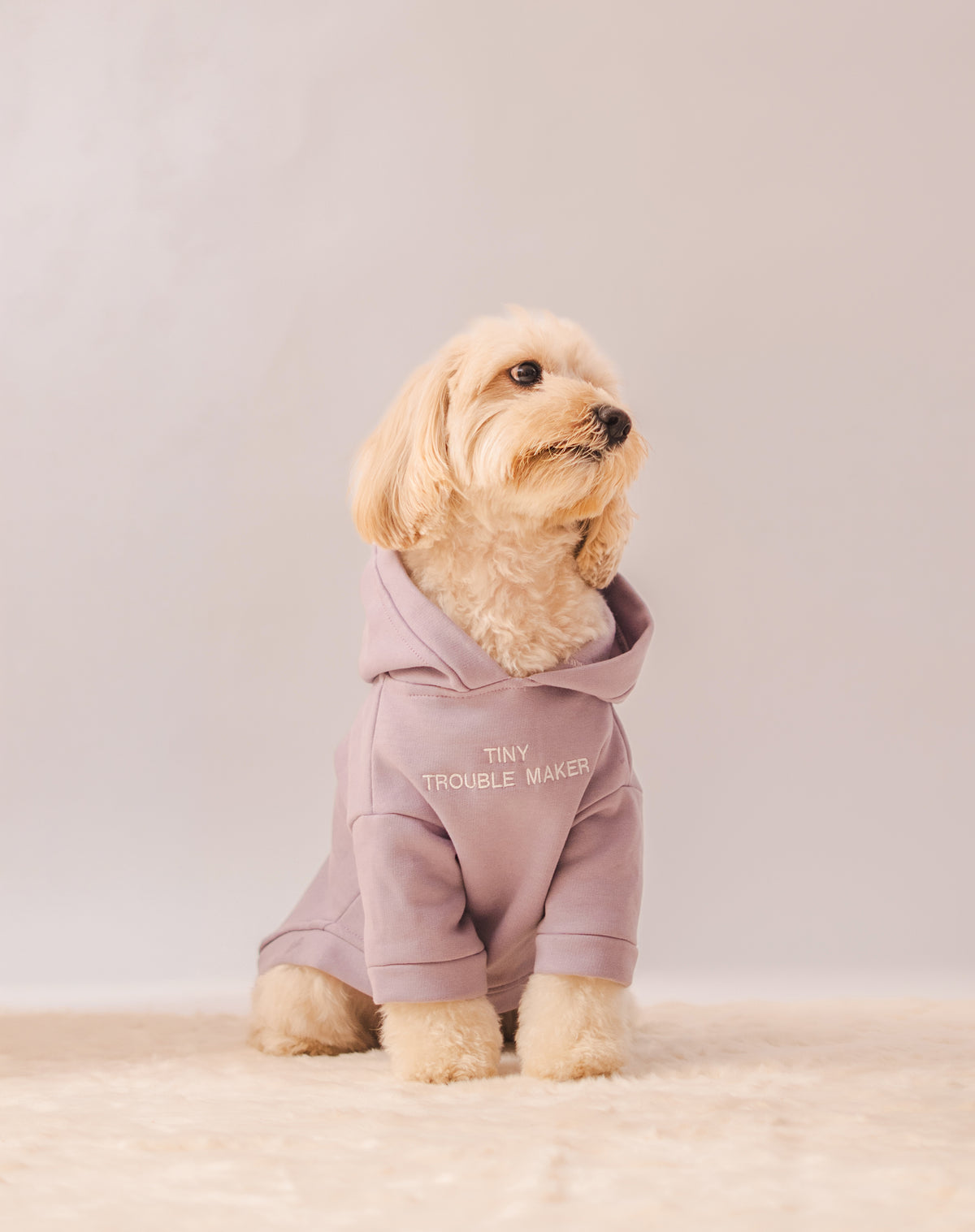 Hoodie in Lavender on a dog – Tiny Trouble Maker embroidery