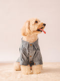 Corduroy Shirt in Light Blue on a dog
