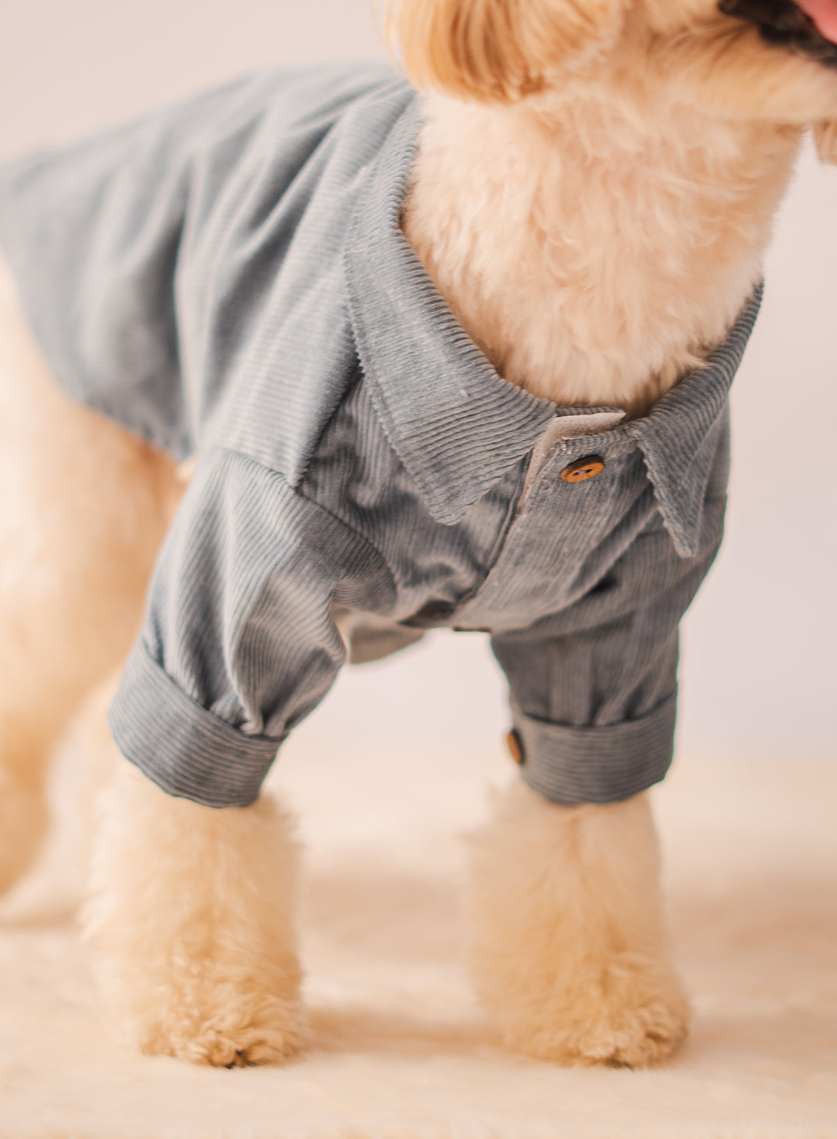 Corduroy Shirt in Light Blue on a dog – view 4