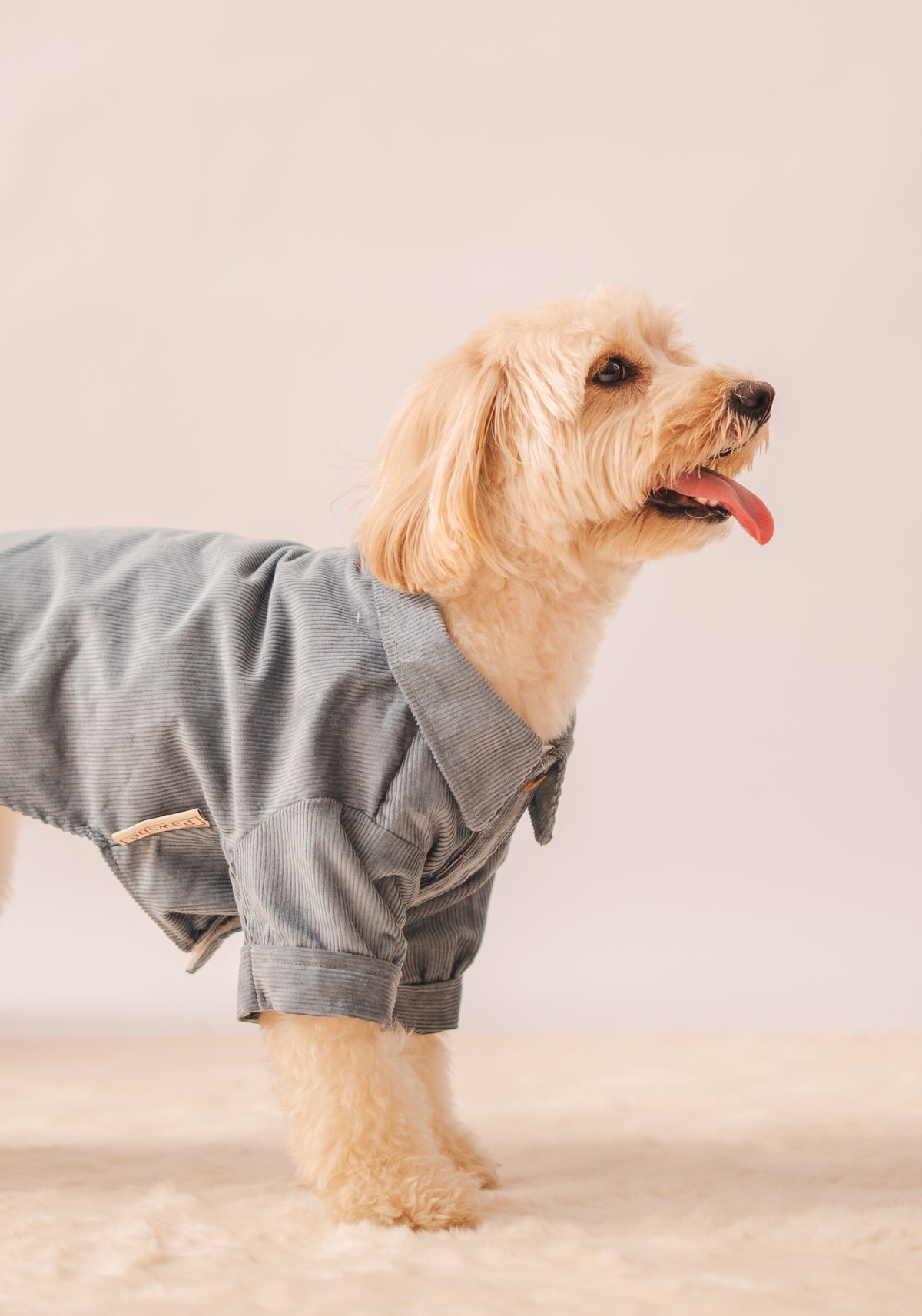 Corduroy Shirt in Light Blue on a dog – view 3