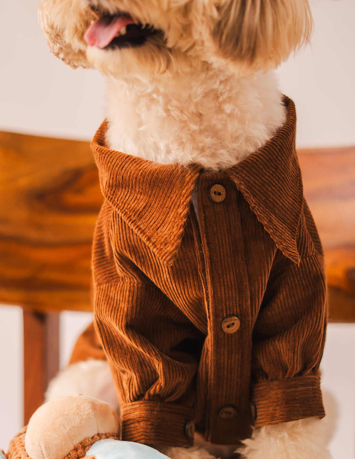 Corduroy Shirt in Brown on a dog – view 4