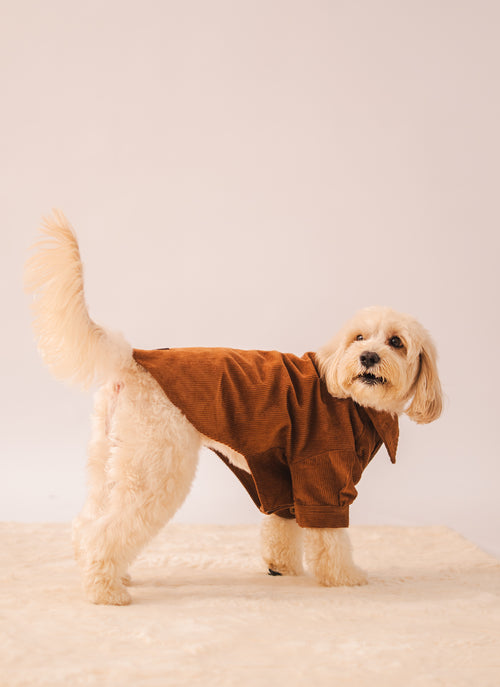 Corduroy Shirt in Brown on a dog – view 2