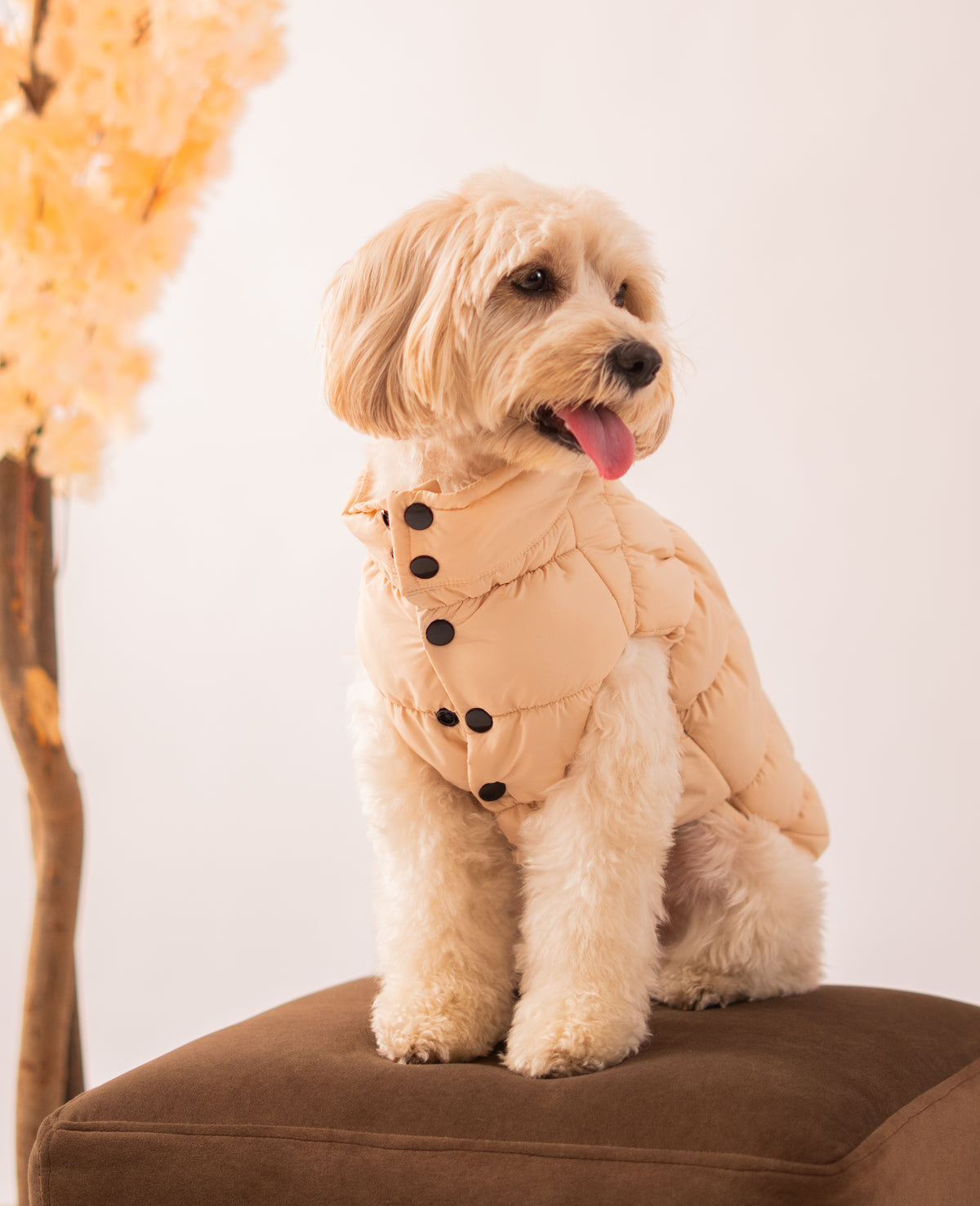 Puffer Jacket in Cream on a dog – view 3