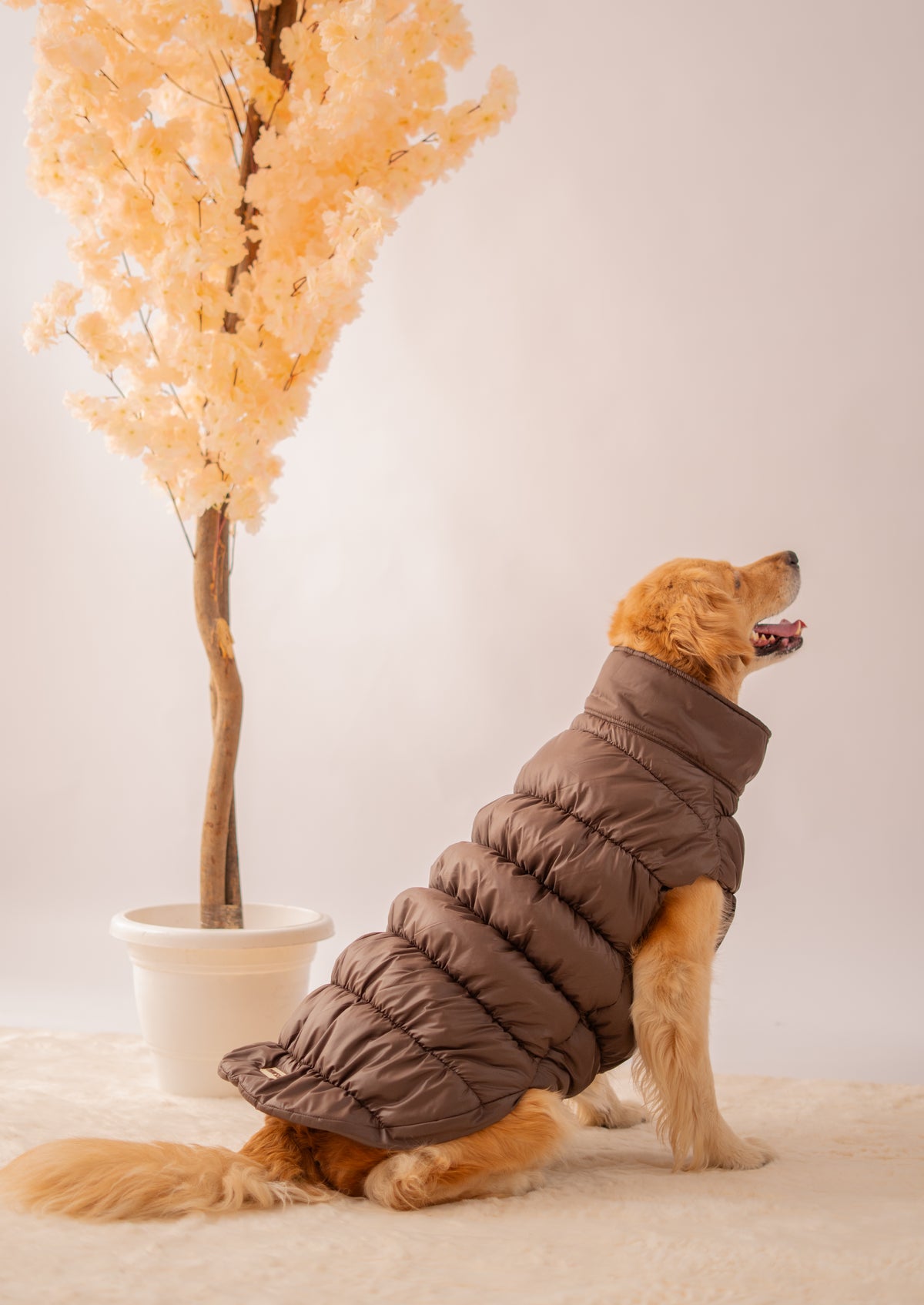 Puffer Jacket in Brown on a dog – view 3
