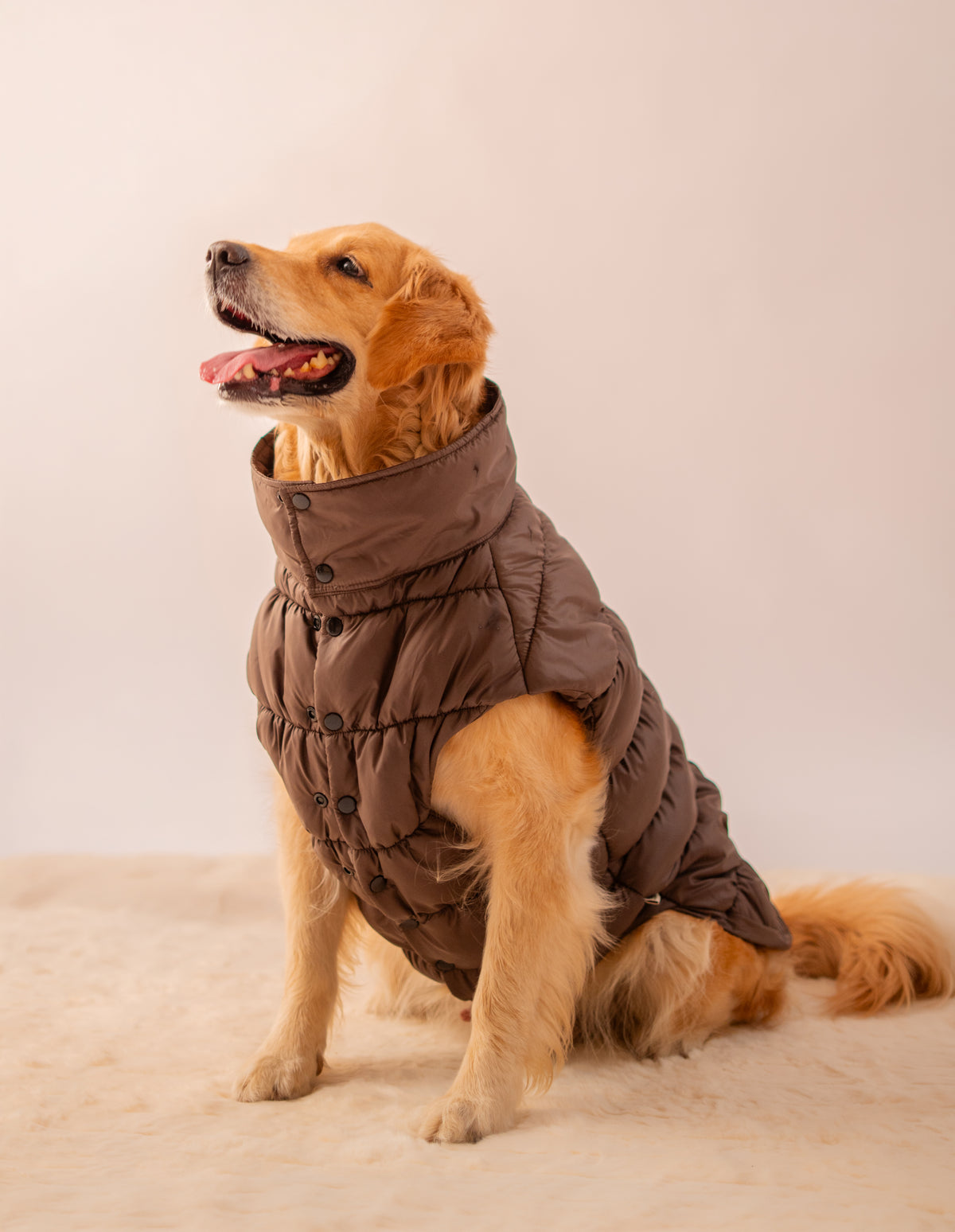 Puffer Jacket in Brown on a dog – view 2