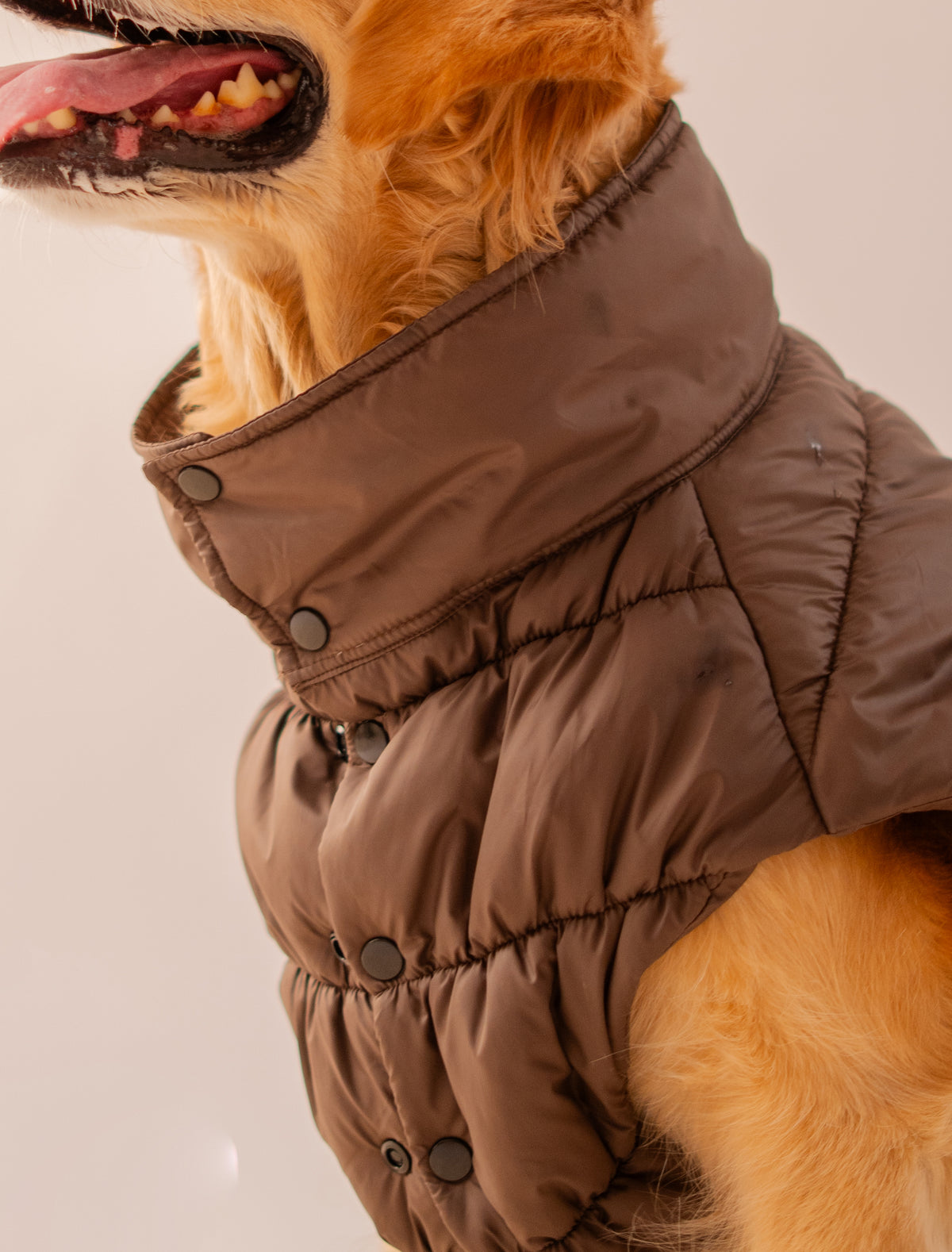 Puffer Jacket in Brown on a dog – view 5