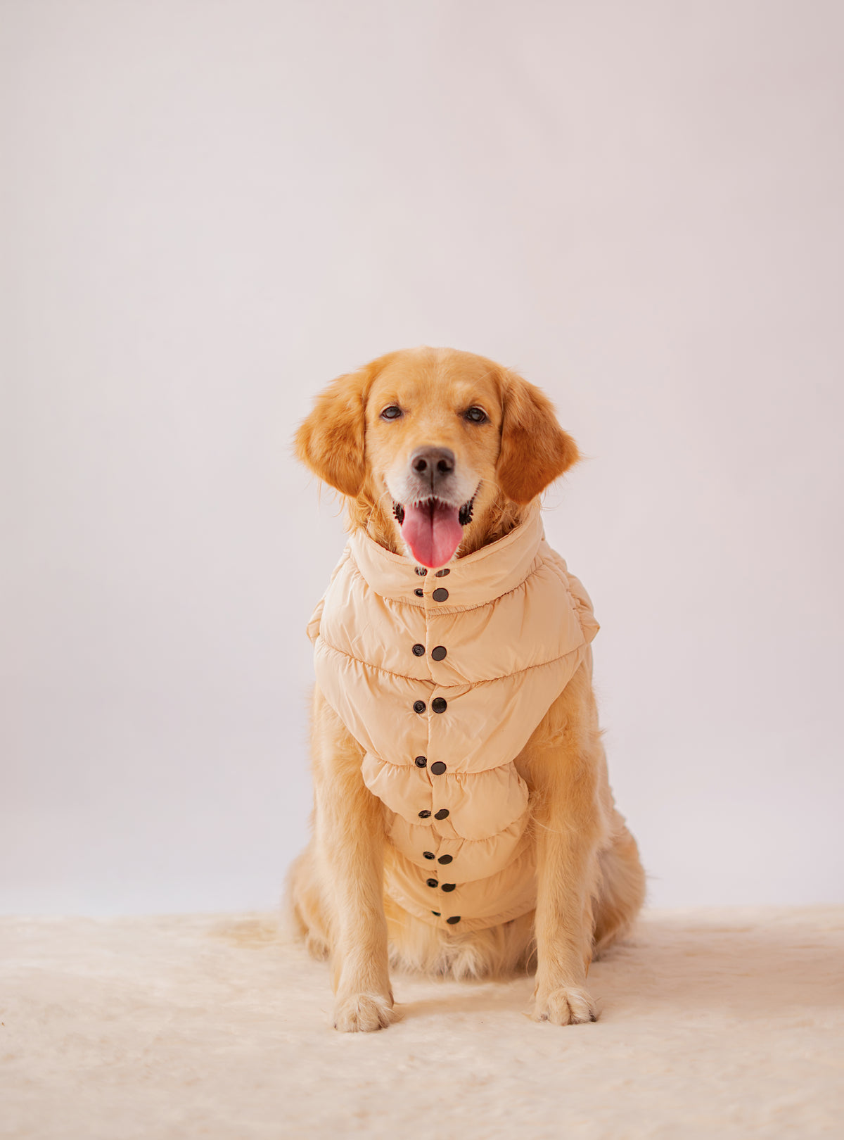 Puffer Jacket in Cream on a dog – view 2