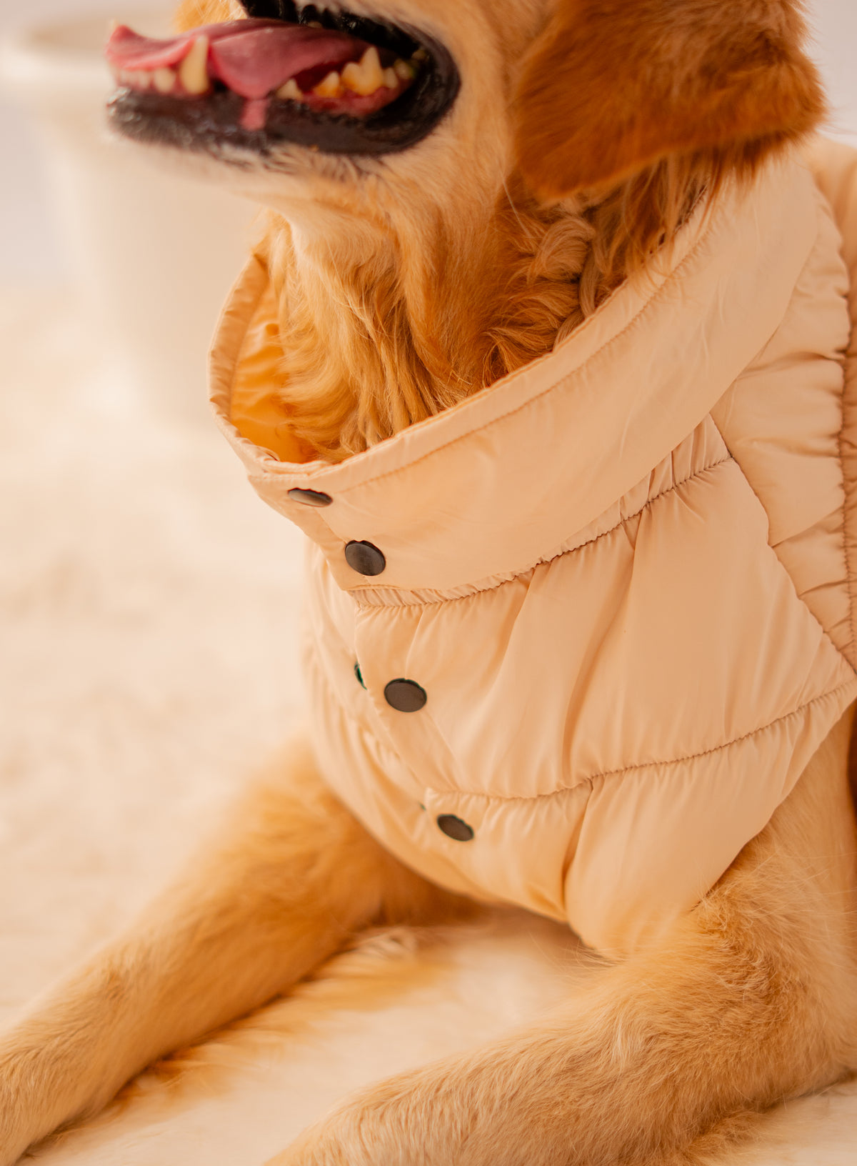Puffer Jacket in Cream on a dog – view 6