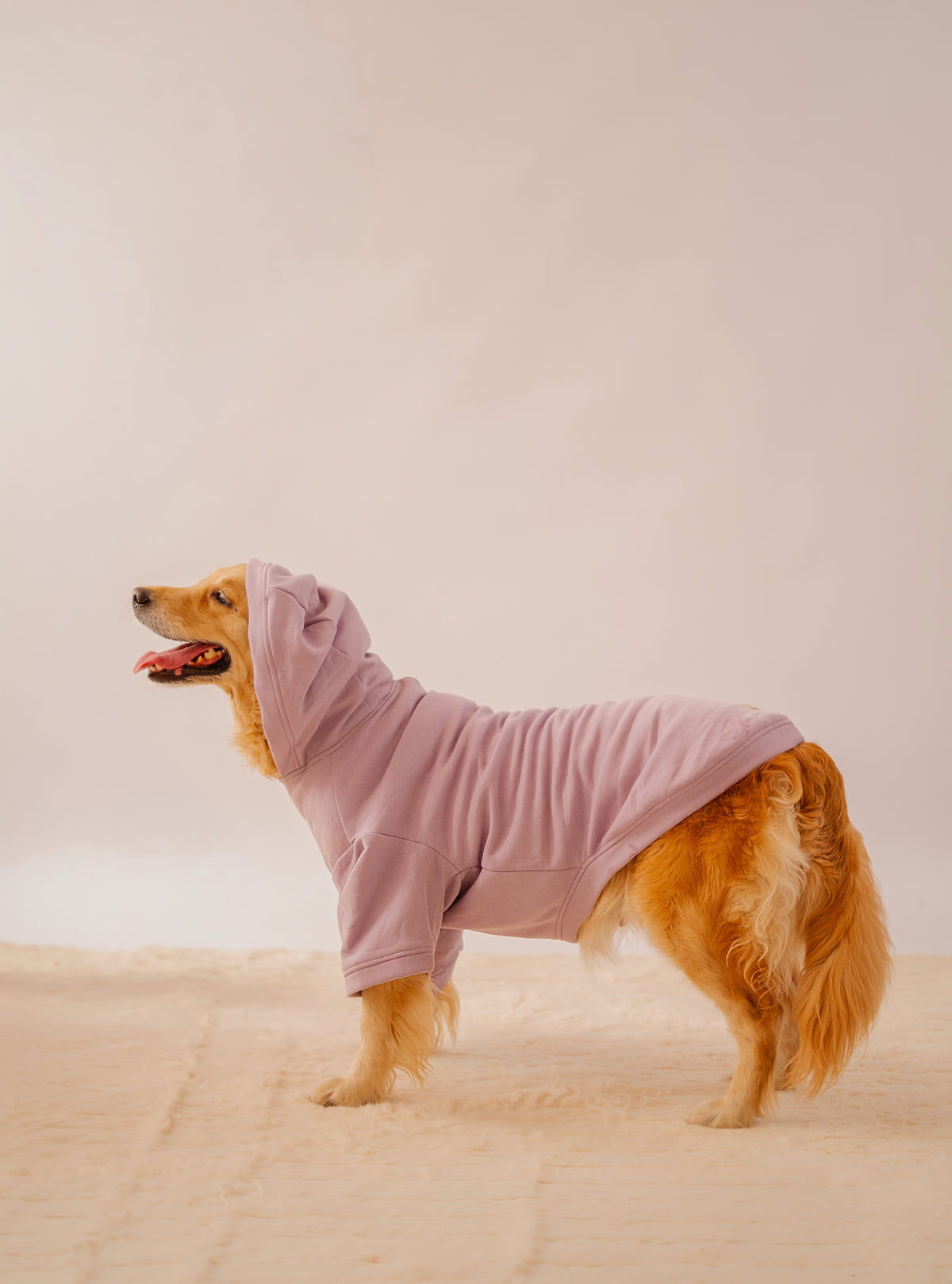 Hoodie in Lavender on a dog – view 5