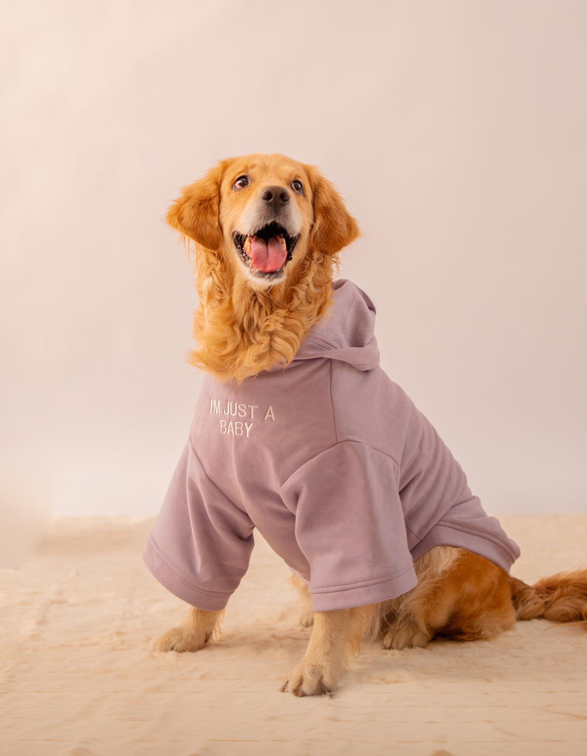 Hoodie in Lavender on a dog – I'm Just A Baby embroidery
