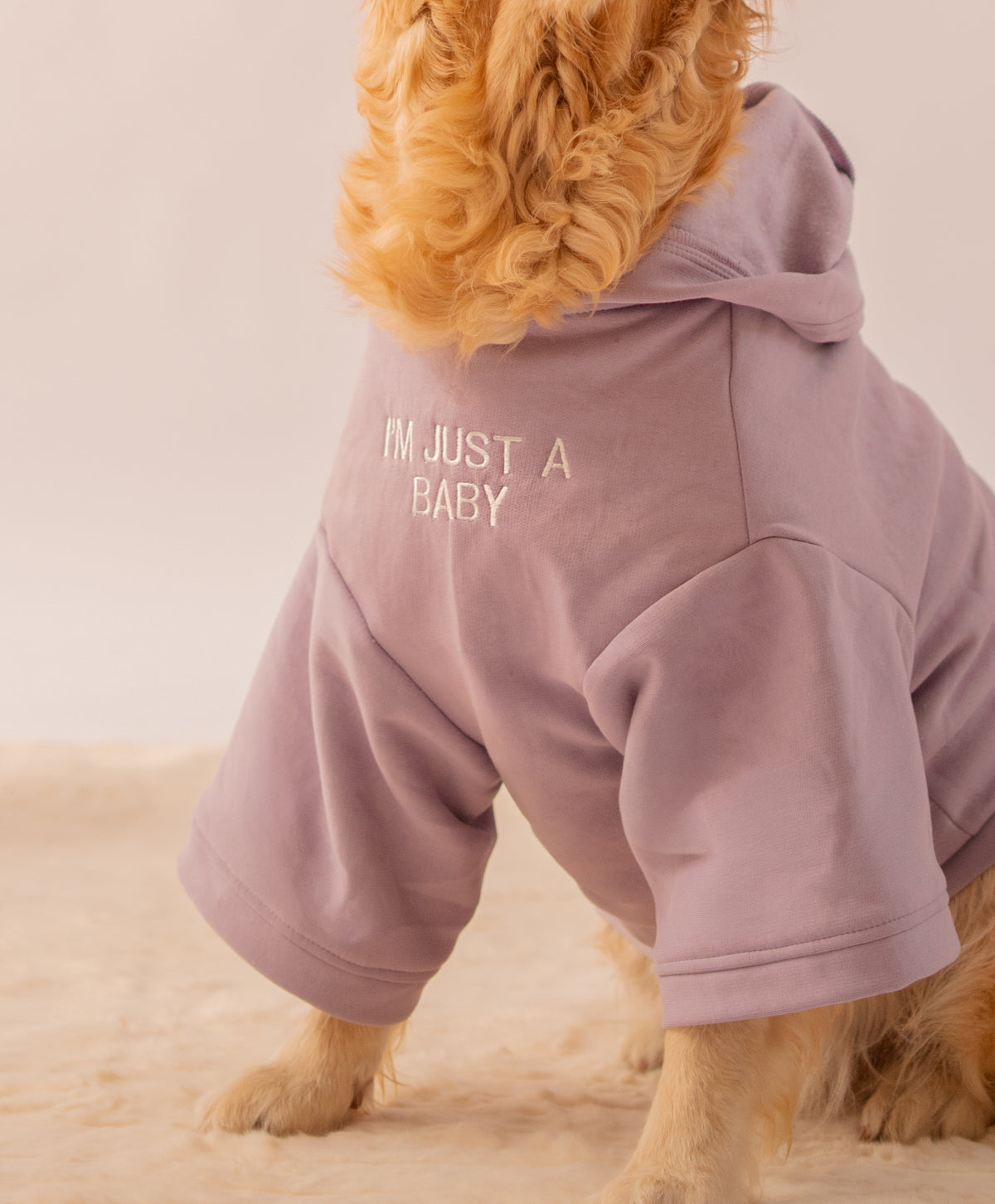 Hoodie in Lavender on a dog – I'm Just A Baby embroidery, close-up