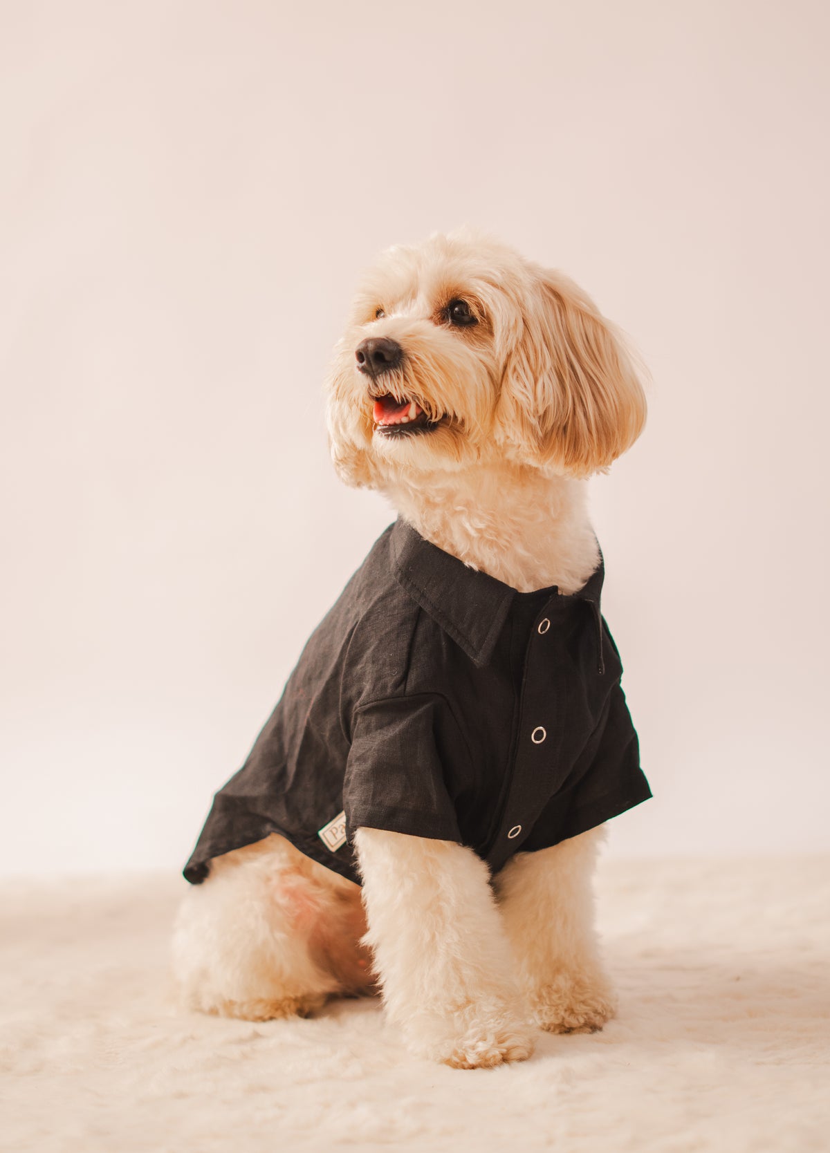 Linen Shirt in Black Linen on a dog – view 4