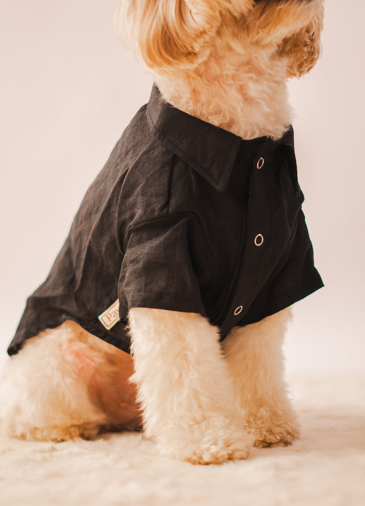 Linen Shirt in Black Linen on a dog – view 5
