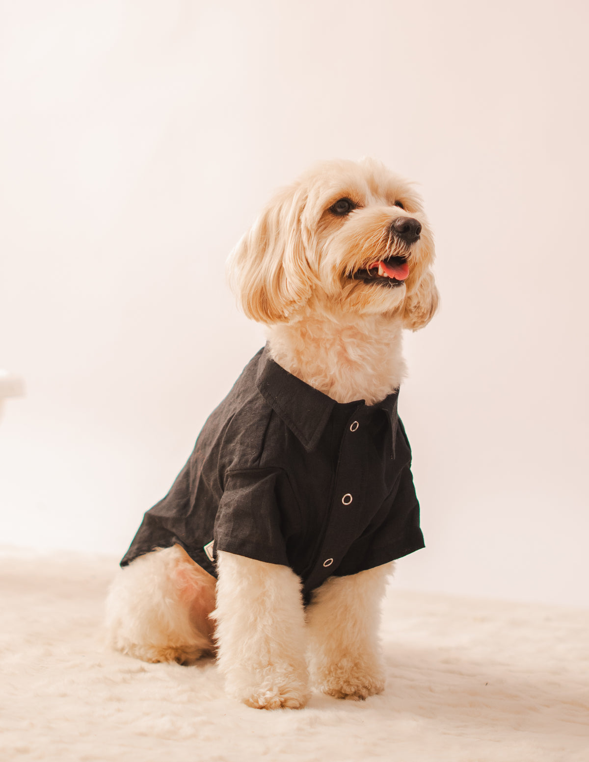 Linen Shirt in Black Linen on a dog – view 2