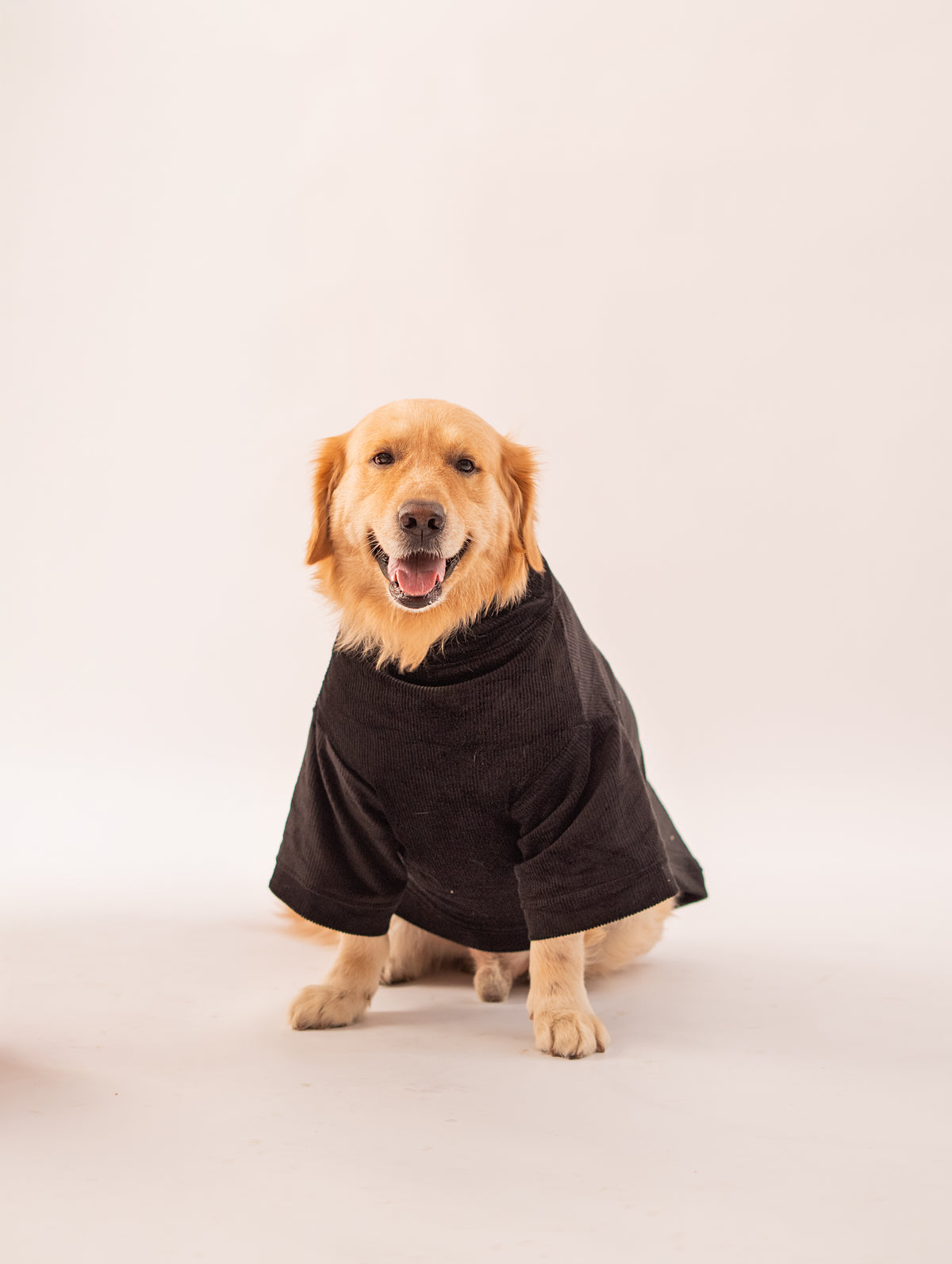 Velvet Corduroy Sweatshirt in Black on a dog