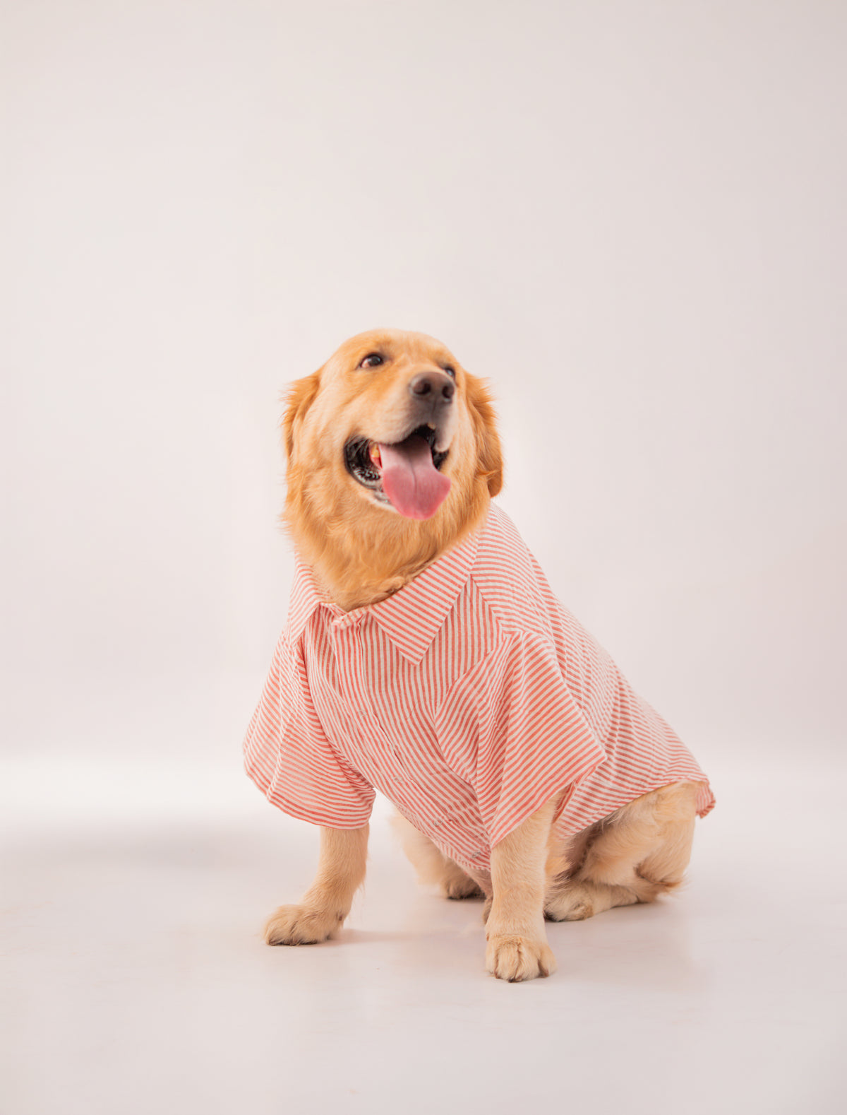 Stripes Shirt in Red Stripes on a dog – view 2