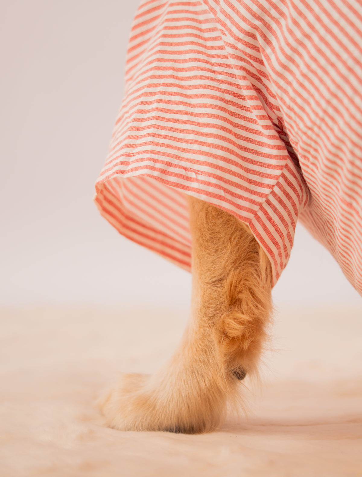 Stripes Shirt in Red Stripes on a dog – view 6