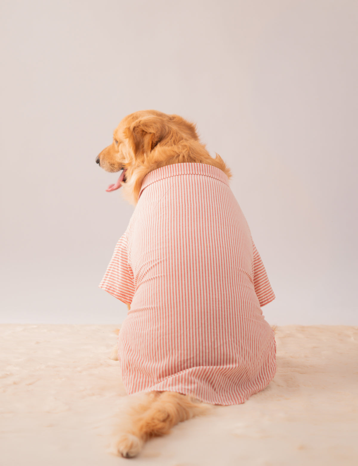 Stripes Shirt in Red Stripes on a dog – view 4