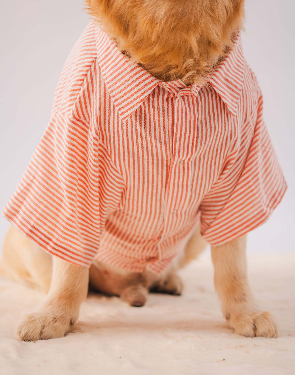 Stripes Shirt in Red Stripes on a dog – view 5
