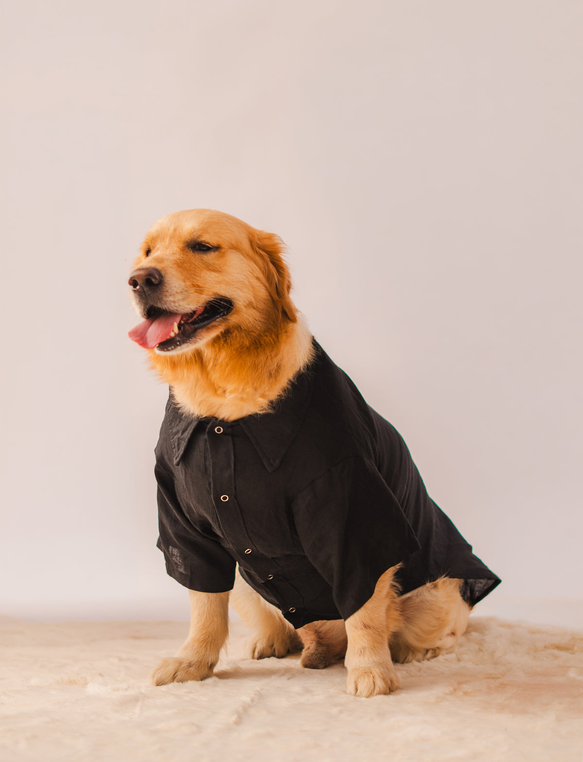 Linen Shirt in Black Linen on a dog – view 3