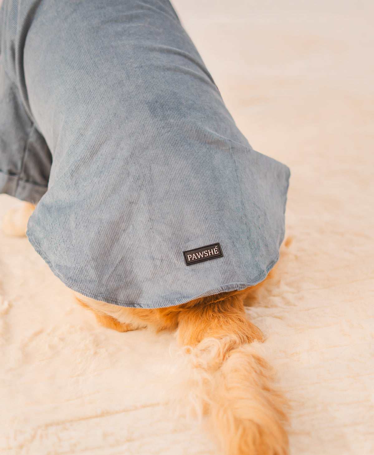 Corduroy Shirt in Light Blue on a dog – view 5