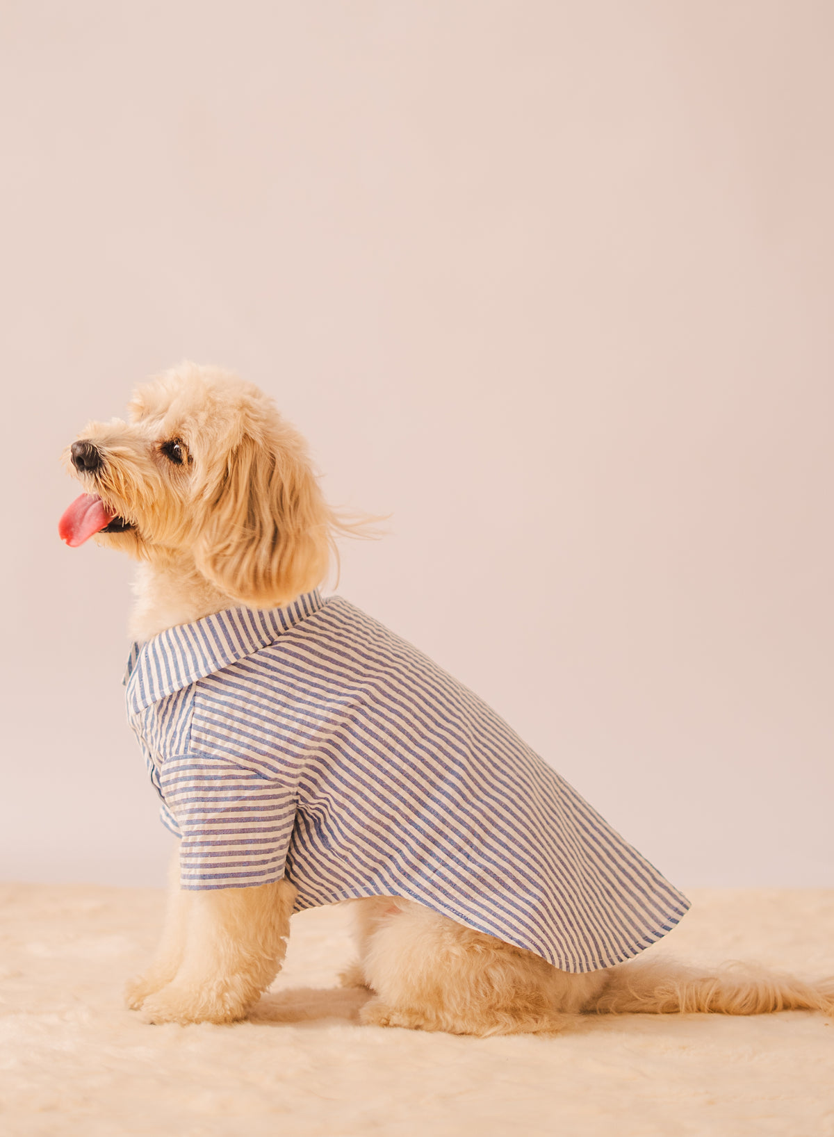 Stripes Shirt in Blue Stripes on a dog – view 3