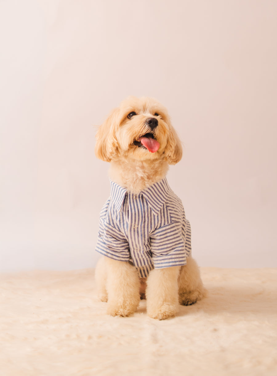 Cotton Shirts