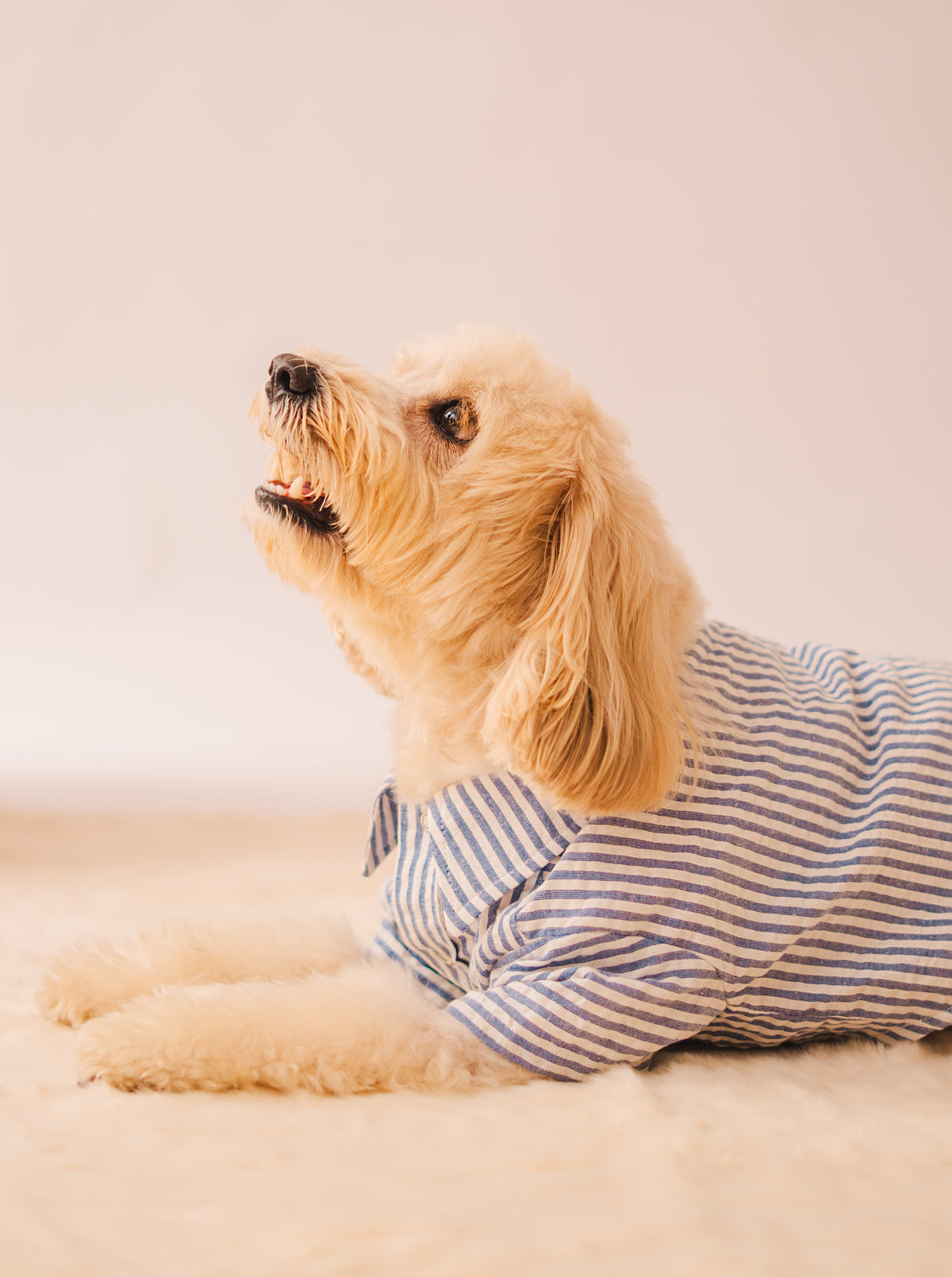 Stripes Shirt in Blue Stripes on a dog – view 6