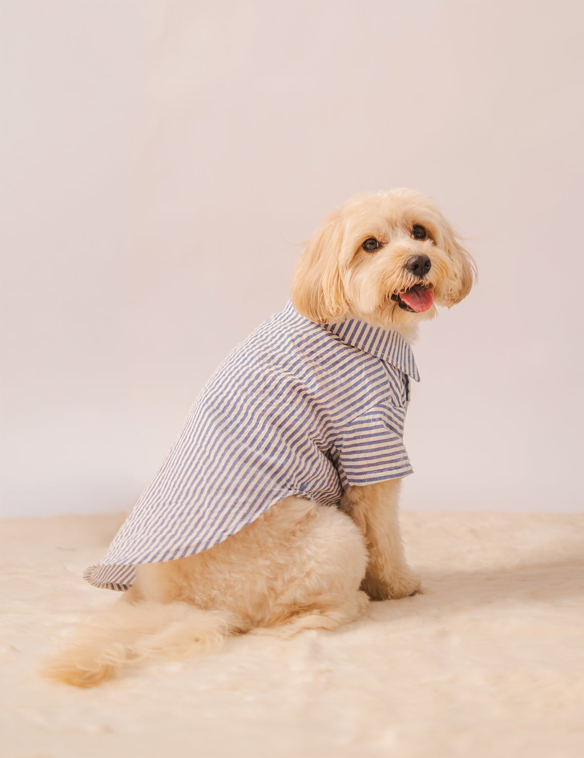 Stripes Shirt in Blue Stripes on a dog – view 4