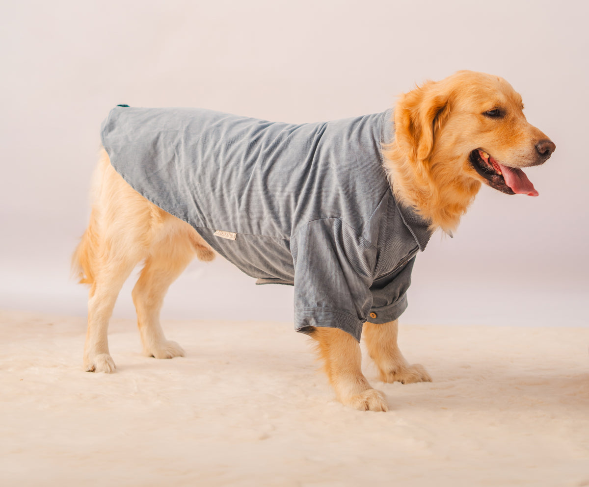 Corduroy Shirt in Light Blue on a dog – side view